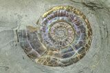 Ten Iridescent Ammonite (Psiloceras) Fossils On Shale - England #350965-1
